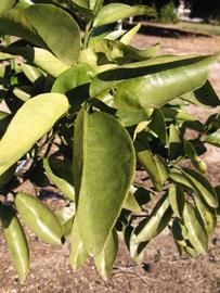            Sun leaves (Winter Haven, FL)   