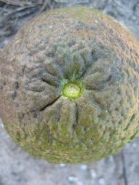              Immature fruit (Winter Haven, FL)       