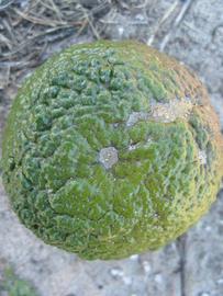              Immature fruit (Winter Haven, FL)       