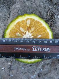              Fruit cross-section (Winter Haven, FL)       