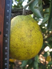              Fruit (Winter Haven, FL)       