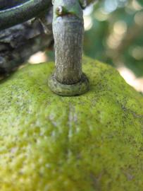              Fruit (Winter Haven, FL)       