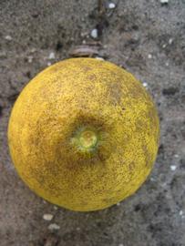              Fruit (Winter Haven, FL)       