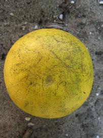              Fruit (Winter Haven, FL)       