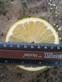              Fruit cross-section (Winter Haven, FL)       