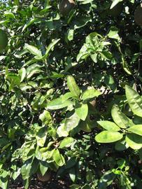              Sun leaves (Winter Haven, FL)       