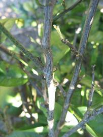              Second - third year twig (Winter Haven, FL)       