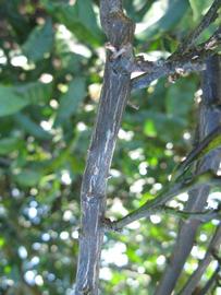              Second - third year twig (Winter Haven, FL)       