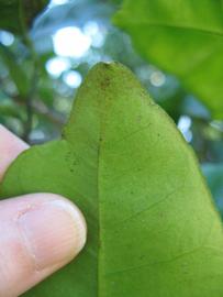              Margin (Winter Haven, FL)       