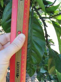              Unifoliolate leaf (Winter Haven, FL)       