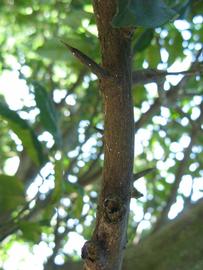              Second - third year twig (Winter Haven,   FL)       