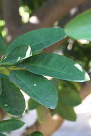            Shade leaves (Riverside, CA)   