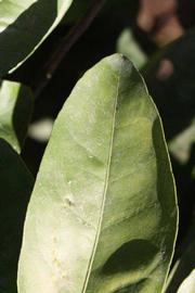              Margin (Winter Haven, FL)       