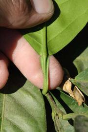              Petiole (Winter Haven, FL)       