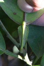              Petiole (Winter Haven, FL)       