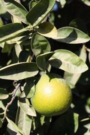            Sun leaves (Riverside, CA)   