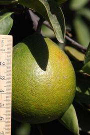            Fruit (Riverside, CA)   