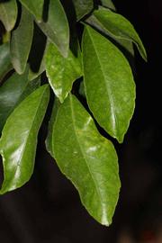              Shade leaves (Riverside, CA)       