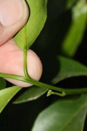              Petiole (Riverside, CA)       