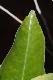              Margin (Riverside, CA)       