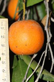            Fruit (Riverside, CA)   