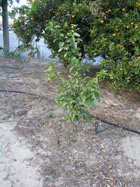              Habit (Winter Haven, FL)       