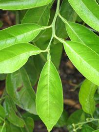              Sun leaves (Riverside, CA)       