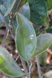              Unifoliolate leaf (Riverside, CA)       