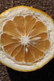              Fruit cross-section (Riverside, CA)       