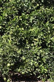            Habit (Riverside, CA)   