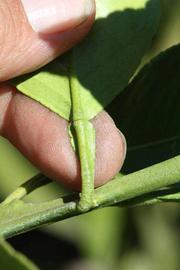              Petiole (Riverside, CA)       