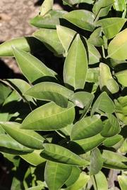              Sun leaves (Riverside, CA)       