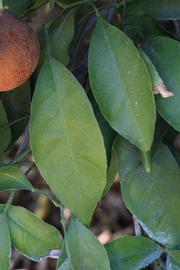              Shade leaves (Riverside, CA)       