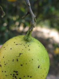              Fruit (Winter Haven, FL)       