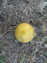              Fruit (Winter Haven, FL)       