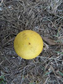              Fruit (Winter Haven, FL)       