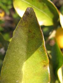              Margin (Winter Haven, FL)       