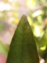              Margin (Winter Haven, FL)       