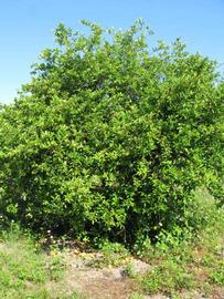            Habit (Winter Haven, FL)   