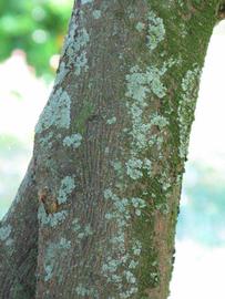            Bark (Winter Haven, FL)      