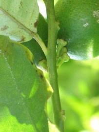            First year twig (Winter Haven, FL)   