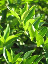              Sun leaves (Winter Haven, FL)       