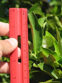              Unifoliolate leaf (Winter Haven, FL)       