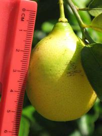            Fruit (Winter Haven, FL)   