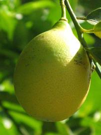            Fruit (Winter Haven, FL)   