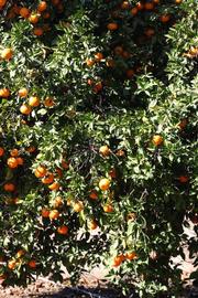              Habit (Laranja Cravo, Riverside, CA)       