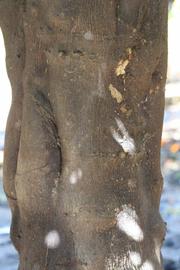              Bark (Laranja Cravo, Riverside, CA)       