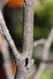              Second - third year twig (Laranja Cravo, Riverside,   CA)       