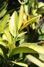              Sun leaves (Laranja Cravo, Riverside,   CA)       