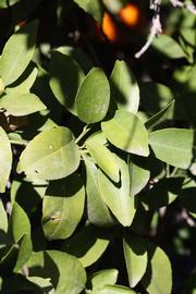              Sun leaves (Laranja Cravo, Riverside,   CA)       